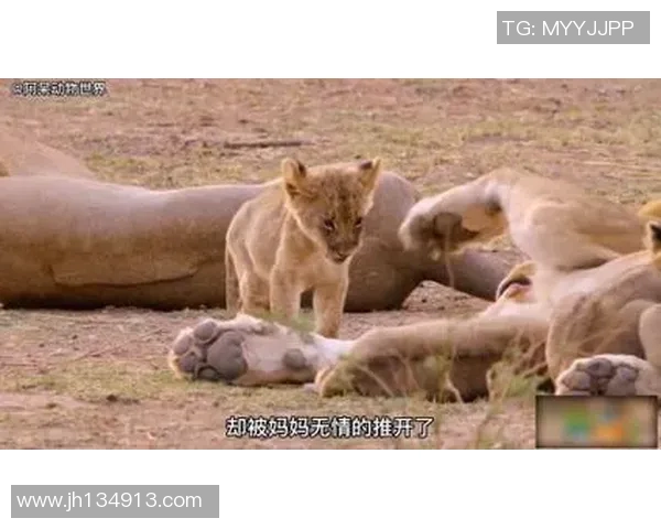 小狮王的成长之路：勇气与友谊交织的冒险故事